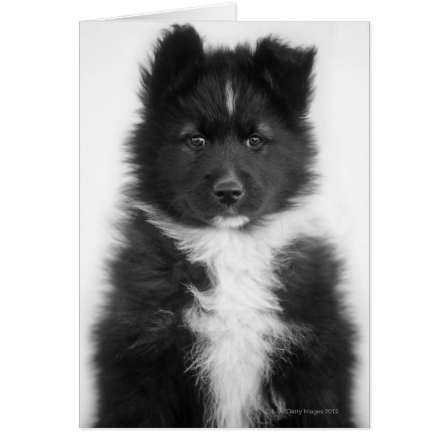 Chien Mongrel, Tir Studio (Devant)