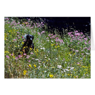 Chien noir en fleurs