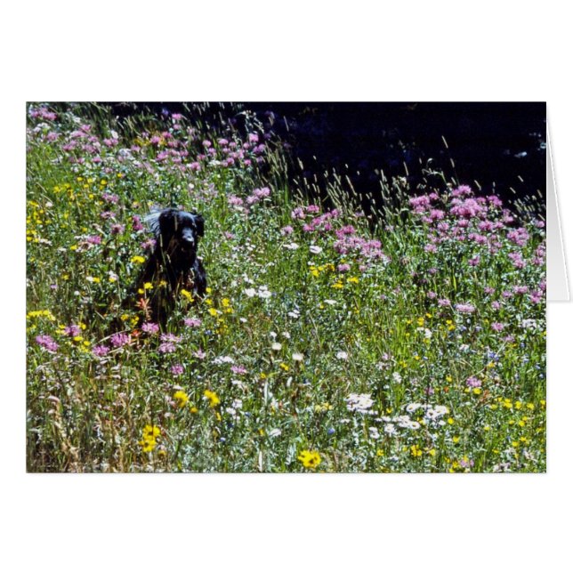 Chien noir en fleurs (Devant horizontal)