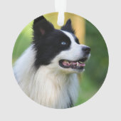 Chien noir et blanc à la frontière (dos)