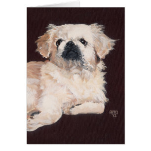 Chien pekingese blanc