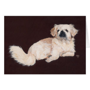 Chien pekingese blanc