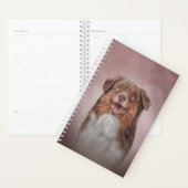 Chien race Australian Shepherd (Devant avec enveloppe)