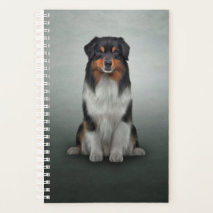 Chien race Australian Shepherd