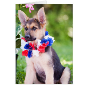 Chien "Rilie " de délivrance