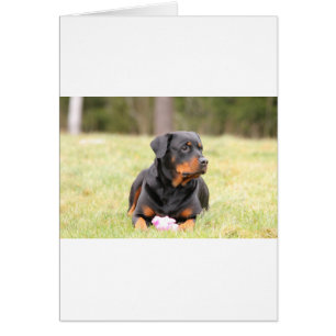 Chien Rottweiler