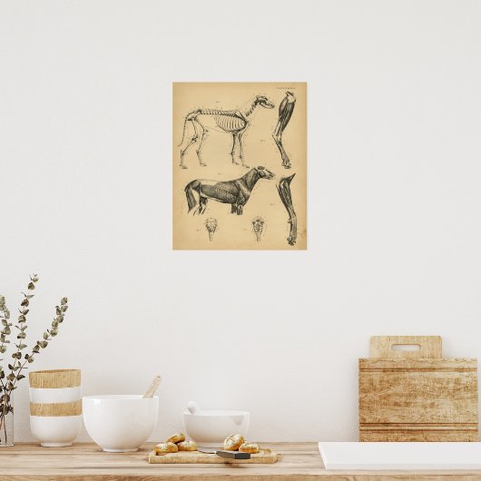 Chien Skeleton Muscles Anatomie 1908 Impression Vi (Cuisine)