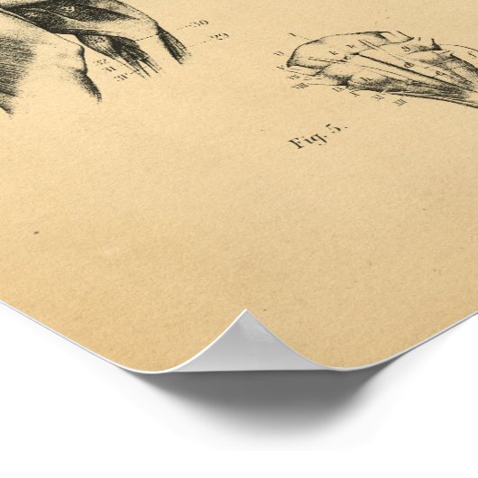 Chien Skeleton Muscles Anatomie 1908 Impression Vi (Coin)