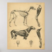 Chien Skeleton Muscles Anatomie 1908 Impression Vi (Devant)