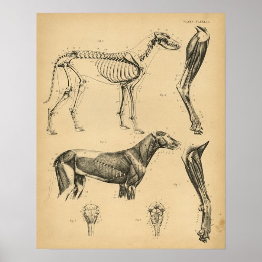 Chien Skeleton Muscles Anatomie 1908 Impression Vi (Devant)