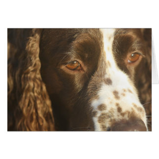 Chien Springer Spaniel Anglais Message personnalis