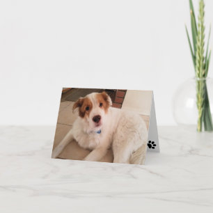 Chien sur carte blanche avec empreintes de pattes