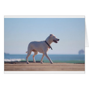 Chien sur la plage