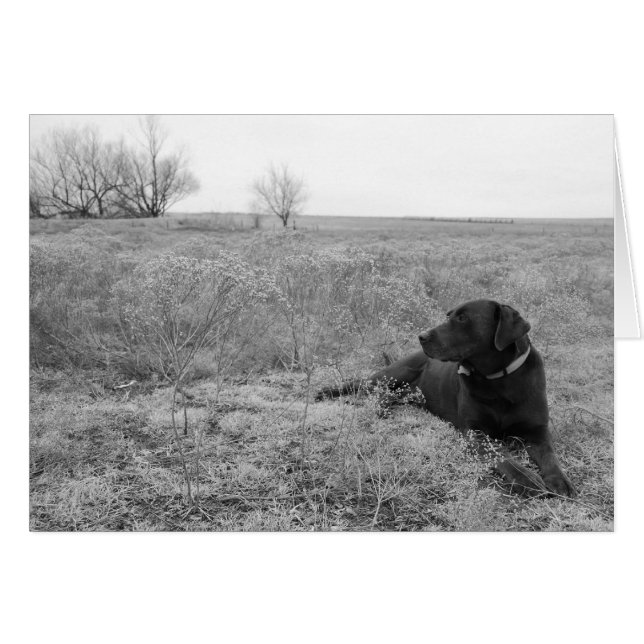 Chien sur le terrain (Devant horizontal)