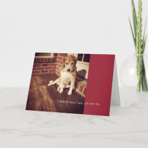 Chien triste qui n'a pas de carte
