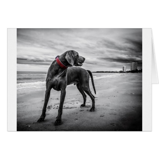 Chien Weimaraner (Devant horizontal)