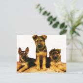 Chiens allemands carte postale (Debout devant)