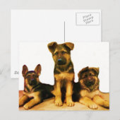 Chiens allemands carte postale (Devant / Derrière)