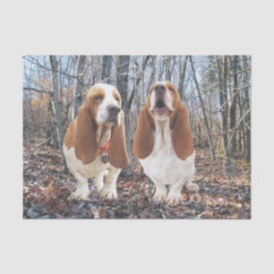 Chiens de basset dans le papier de soie de soie en