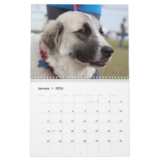 Chiens de calendrier du Bluebonnet 2018 (Jan 2026)