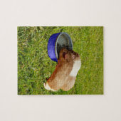 Chiens De Guinée Brown Et Blancs, Puzzle De Jigsaw (Horizontal)