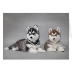 Chiens de Husky