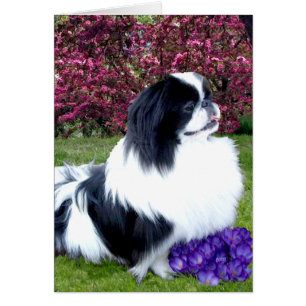 Chiens de Pékin Parti-Couleurs