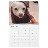 Chiens de petite Secourt Calendrier de 12 mois (Mar 2027)