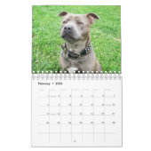 Chiens de races, Calendrier (Feb 2026)