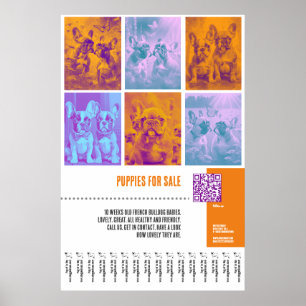 Chiens de taureau français en vente énorme poster