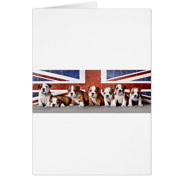 Chiens de taureaux anglais (Devant)