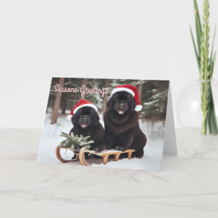 Chiens de Terre-Neuve portant une carte de Noël
