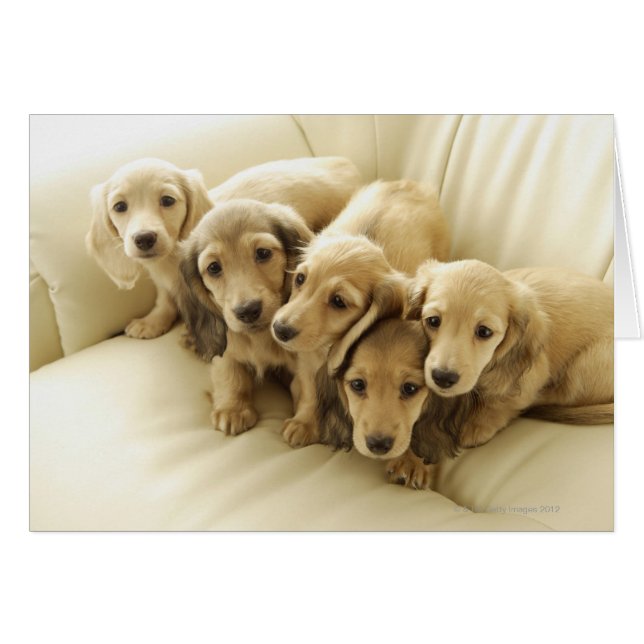 Chiens de Wiener (Devant horizontal)