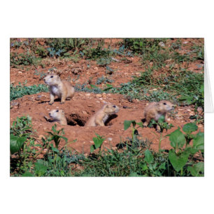 Chiens des Prairies