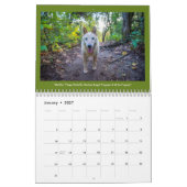 Chiens du calendrier Milago (Jan 2027)