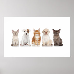Chiens et chatons - Poster - srf