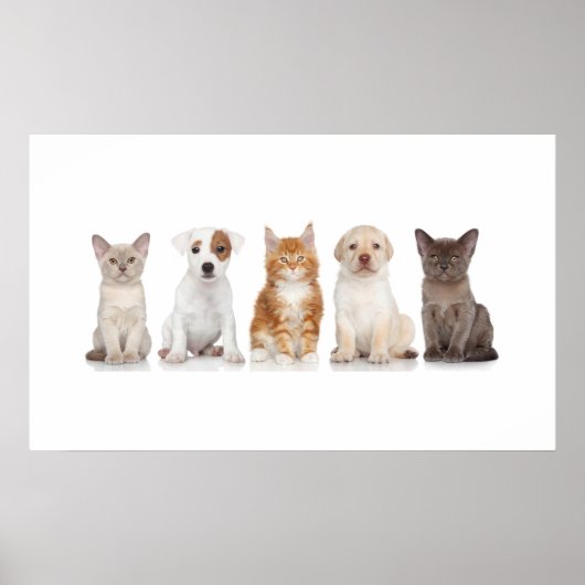 Chiens et chatons - Poster - srf (Devant)