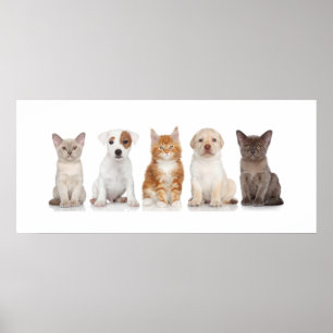 Chiens et chatons - Poster - srf