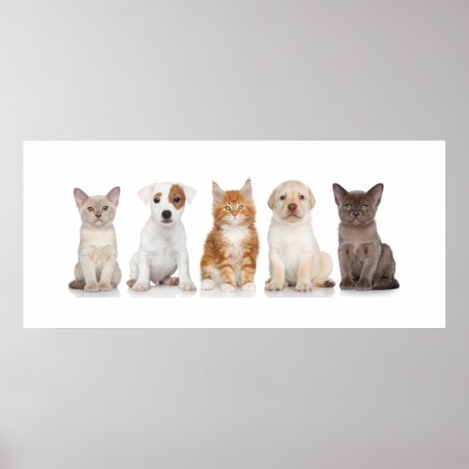 Chiens et chatons - Poster - srf (Devant)