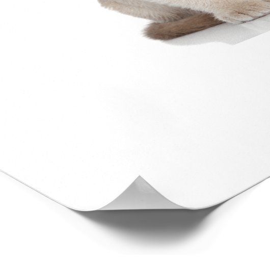 Chiens et chatons - Poster - srf (Coin)