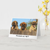 Chiens géants regardant sur la carte d'anniversair (Fleur jaune)