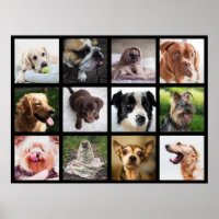 Chiens mignons et amusants Photo Collage Poster 1
