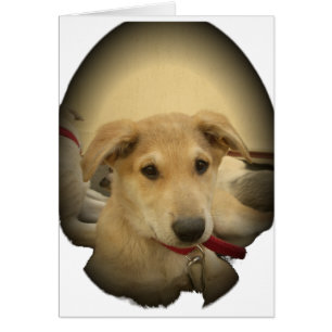 Chiens mignons et Chiens de marionnettes Mans deux