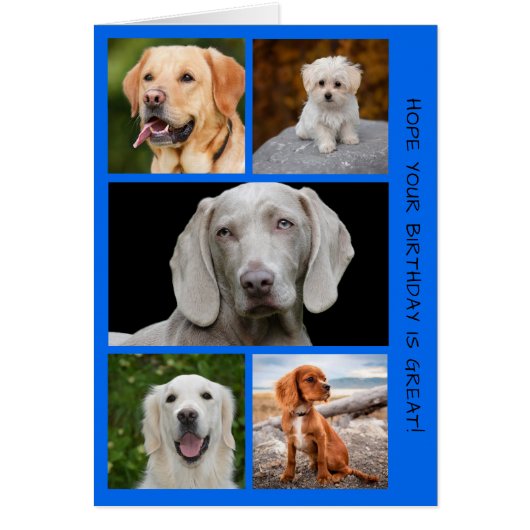 Chiens mignons Photo Anniversaire Collage (Devant)