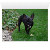 Chiffre de taureau français (Intérieur Horizontal (Bas))