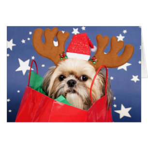 Chih Tzu chien dans un sac rouge