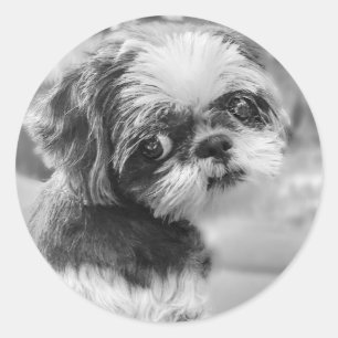 Chih Tzu Girl Stickers noir et blanc