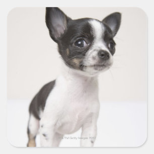 Chihua puppy staat op wit weefsel vierkante sticker