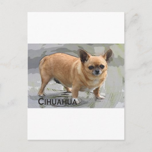    Chihuahuaх уワиチワ, Briefkaart (Voorkant)