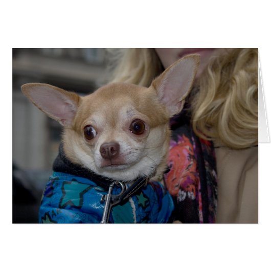Chihuahua (Voorkant Horizontaal)